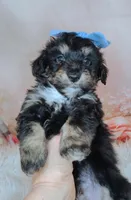 Paulette, a female Shetland Sheepdog and Poodle - Miniature  for sale in Holden, MO – Photo 5 of 6