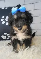 Paulette, a female Shetland Sheepdog and Poodle - Miniature  for sale in Holden, MO – Photo 2 of 5
