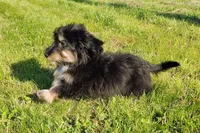 Paulette Micro Sheltidoodle, a female Shetland Sheepdog and Poodle - Miniature  for sale in Holden, MO – 8 of 8
