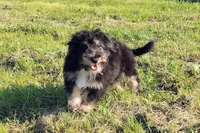 Paulette Micro Sheltidoodle, a female Shetland Sheepdog and Poodle - Miniature  for sale in Holden, MO – 7 of 8