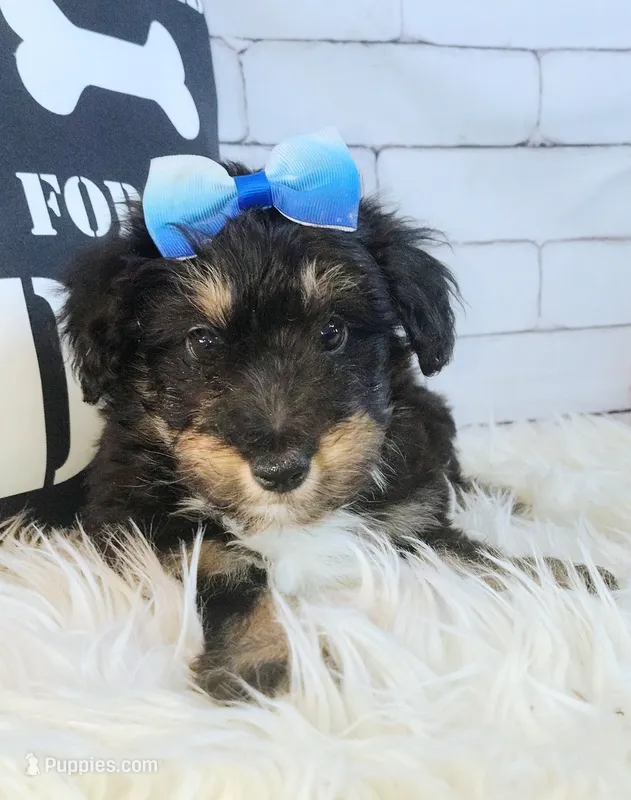 Paulette – Shetland Sheepdog, Poodle - Miniature  puppy for sale in Holden, MO