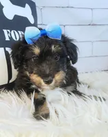 Paulette, a female Shetland Sheepdog and Poodle - Miniature  for sale in Holden, MO – Photo 1 of 5