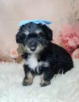 Paulette, a female Shetland Sheepdog and Poodle - Miniature  for sale in Holden, MO – Photo 1 of 6