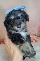 Paulette, a female Shetland Sheepdog and Poodle - Miniature  for sale in Holden, MO – Photo 6 of 6