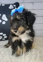Paulette, a female Shetland Sheepdog and Poodle - Miniature  for sale in Holden, MO – Photo 3 of 5