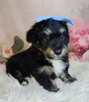 Paulette, a female Shetland Sheepdog and Poodle - Miniature  for sale in Holden, MO – Photo 4 of 6