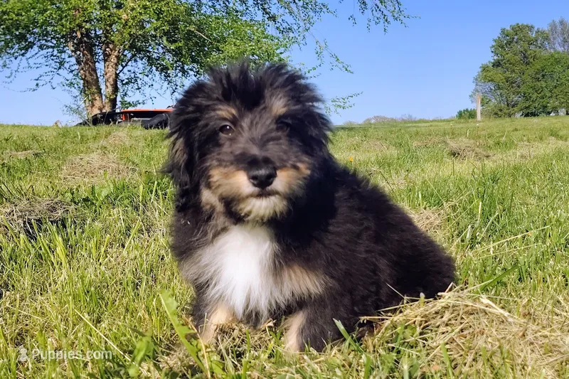 Paulette Micro Sheltidoodle – Shetland Sheepdog, Poodle - Miniature  puppy for sale in Holden, MO