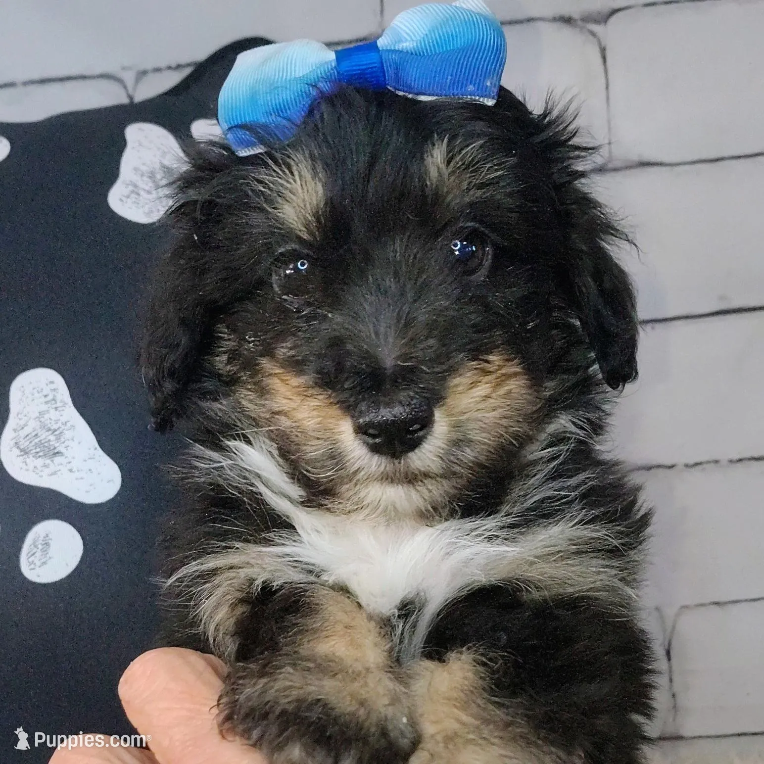 Paulette, a female Shetland Sheepdog and Poodle - Miniature  for sale in Holden, MO – Photo 5 of 5
