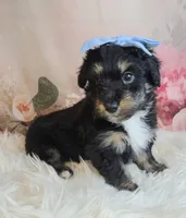 Paulette, a female Shetland Sheepdog and Poodle - Miniature  for sale in Holden, MO – Photo 3 of 6