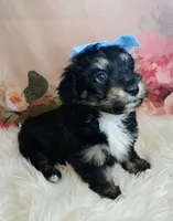 Paulette, a female Shetland Sheepdog and Poodle - Miniature  for sale in Holden, MO – Photo 2 of 6