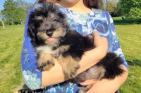 Paulette Micro Sheltidoodle, a female Shetland Sheepdog and Poodle - Miniature  for sale in Holden, MO – 6 of 8