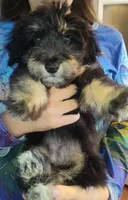 Paulette, a female Shetland Sheepdog and Poodle - Miniature  for sale in Holden, MO – Photo 4 of 5