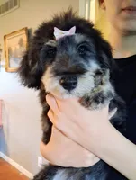 Paulette Micro F1 Sheltidoodle, a female Shetland Sheepdog and Poodle - Miniature  for sale in Holden, MO – 7 of 9