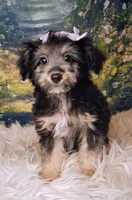 Rina, a female Shetland Sheepdog and Poodle - Miniature  for sale in Holden, MO – 3 of 7