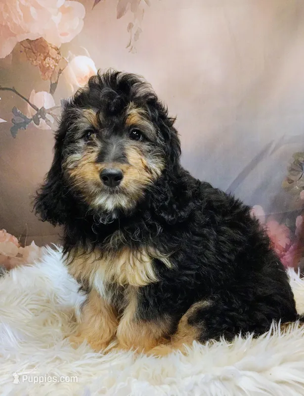 Loreth Micro Mini Saint Berdoodle  – Saint Berdoodle puppy for sale in Holden, MO