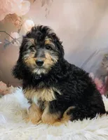 Loreth Micro Mini Saint Berdoodle , a female Saint Berdoodle for sale in Holden, MO – Photo 1 of 5