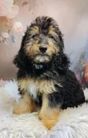 Loreth Micro Mini Saint Berdoodle , a female Saint Berdoodle for sale in Holden, MO – Photo 3 of 5