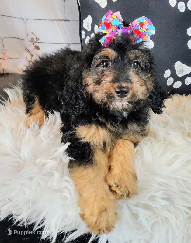 Loreth f1b mini – Saint Berdoodle puppy for sale in Holden, MO