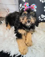Loreth f1b mini, a female Saint Berdoodle for sale in Holden, MO – Photo 1 of 10