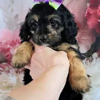 Loreth f1b mini, a female Saint Berdoodle for sale in Holden, MO – Photo 2 of 5
