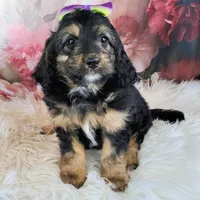 Loreth f1b mini, a female Saint Berdoodle for sale in Holden, MO – Photo 1 of 5