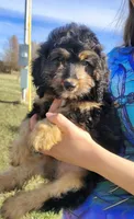 Loreth f1b mini, a female Saint Berdoodle for sale in Holden, MO – Photo 5 of 10