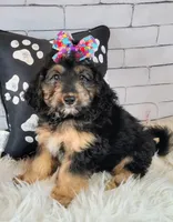 Loreth f1b mini, a female Saint Berdoodle for sale in Holden, MO – Photo 3 of 10