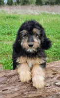 Loreth Micro Mini Saint Berdoodle , a female Saint Berdoodle for sale in Holden, MO – Photo 2 of 5