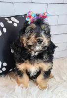 Loreth f1b mini, a female Saint Berdoodle for sale in Holden, MO – Photo 4 of 10