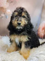 Loreth Micro Mini Saint Berdoodle , a female Saint Berdoodle for sale in Holden, MO – Photo 4 of 5