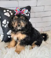 Loreth f1b mini, a female Saint Berdoodle for sale in Holden, MO – Photo 2 of 10