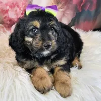 Loreth f1b mini, a female Saint Berdoodle for sale in Holden, MO – Photo 4 of 5