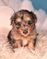 Perci💚 Petite Sheltidoodle , a male Shetland Sheepdog and Poodle - Miniature  for sale in Holden, MO – 6 of 8