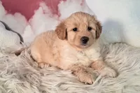 Mia💗Petite Double Doodle, a female Miniature Goldendoodle for sale in Holden, MO – 3 of 8