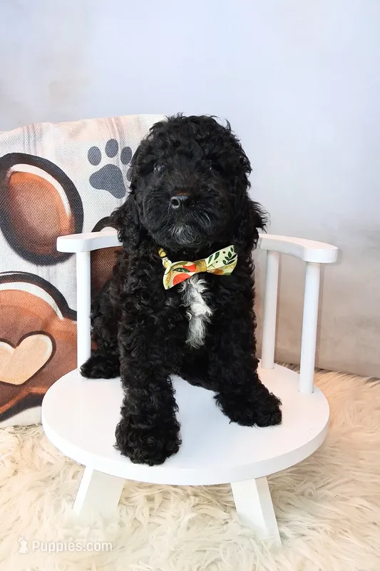 Murray 💙 Petite Double Doodle – Miniature Goldendoodle puppy for sale in Holden, MO