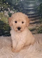 Yukon- Micro Double Doodle, a male Double Doodle for sale in Holden, MO – 3 of 7