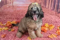 Stella Bella💗Mini Saint Berdoodle , a female Saint Berdoodle for sale in Holden, MO – 9 of 9