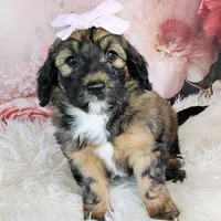 Rosie Cotton F1b Mini, a female Saint Berdoodle for sale in Holden, MO – Photo 4 of 6