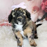 Rosie Cotton F1b Mini, a female Saint Berdoodle for sale in Holden, MO – Photo 5 of 6