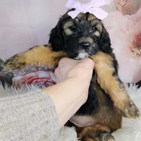 Rosie Cotton F1b Mini, a female Saint Berdoodle for sale in Holden, MO – Photo 3 of 6