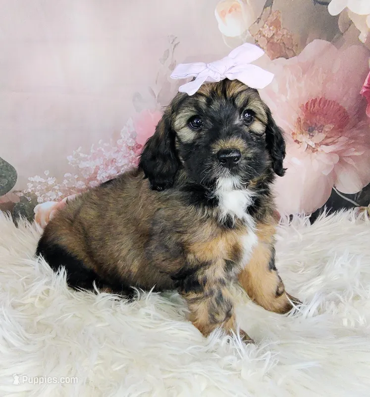 Rosie Cotton F1b Mini