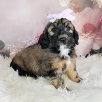 Rosie Cotton F1b Mini, a female Saint Berdoodle for sale in Holden, MO – Photo 1 of 6