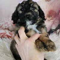 Rosie Cotton F1b Mini, a female Saint Berdoodle for sale in Holden, MO – Photo 2 of 6