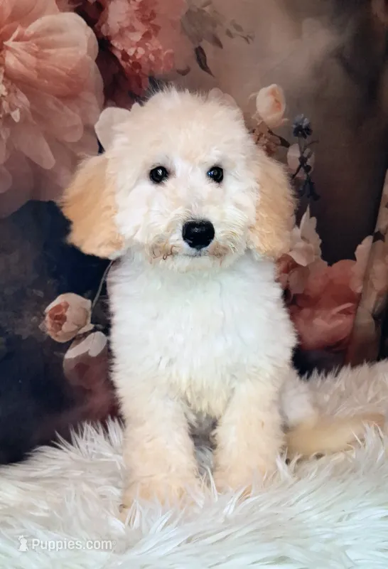 Yukon- Micro Double Doodle-Financing – Double Doodle puppy for sale in Holden, MO