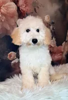 Yukon- Micro Double Doodle, a male Double Doodle for sale in Holden, MO – 1 of 8