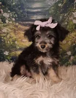 Rina, a female Shetland Sheepdog and Poodle - Miniature  for sale in Holden, MO – 4 of 7