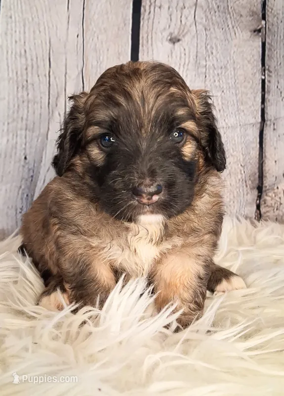 Sergeant Stubs - Mini St Berdoodle  – Saint Berdoodle puppy for sale in Holden, MO