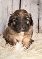 Sergeant Stubs - Mini St Berdoodle , a male Saint Berdoodle for sale in Holden, MO – 2 of 7