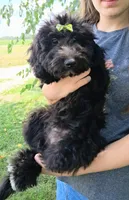 Bella Micro Double Doodle, a female Double Doodle for sale in Holden, MO – 6 of 7
