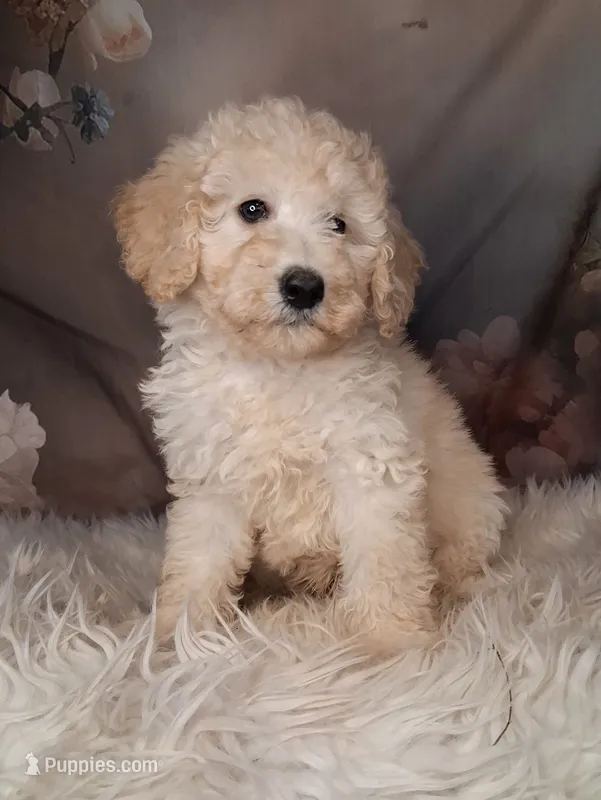 Yukon- Micro Double Doodle – Double Doodle puppy for sale in Holden, MO